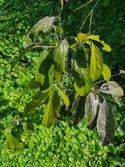 Stelechocarpus burahol