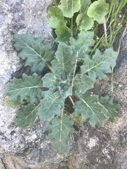 Hyoscyamus