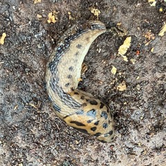 Limax maximus