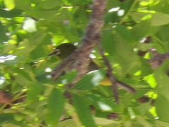 Zosterops virens capensis