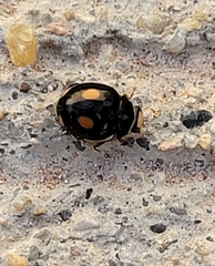 Hyperaspis lateralis