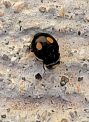 Hyperaspis lateralis