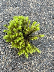 Pulvigera lyellii