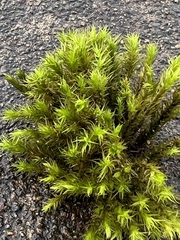 Pulvigera lyellii