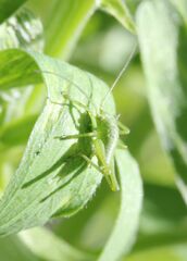 Tettigonia