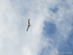 Larus delawarensis