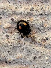 Hyperaspis lateralis