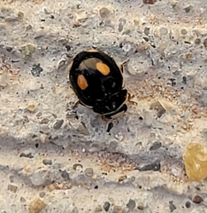 Hyperaspis lateralis