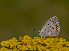 Pseudophilotes vicrama