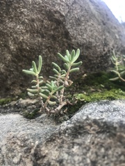 Sedum album