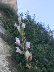 Antirrhinum graniticum