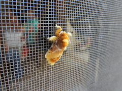 Megalopyge opercularis