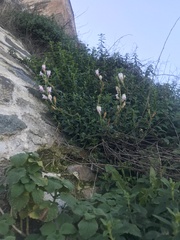 Antirrhinum graniticum