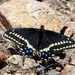 Indra Swallowtail - Photo (c) bdog, some rights reserved (CC BY-NC), uploaded by bdog