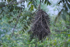 Phacellodomus maculipectus