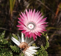 Phaenocoma prolifera