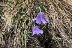 Pulsatilla violacea