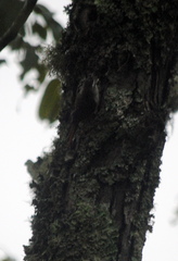 Cranioleuca pyrrhophia