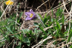 Pulsatilla violacea