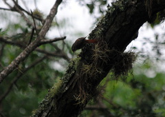 Cranioleuca pyrrhophia