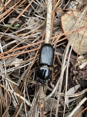 Odontotaenius disjunctus