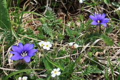 Gentiana dshimilensis