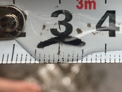 Continenticola