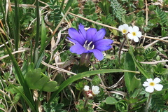 Gentiana dshimilensis