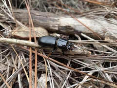 Odontotaenius disjunctus