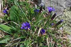 Gentiana dshimilensis