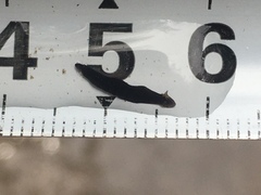 Continenticola