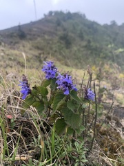 Salvia polystachia