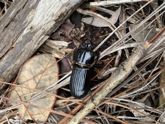 Odontotaenius disjunctus