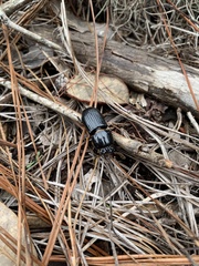 Odontotaenius disjunctus