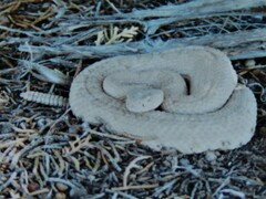 Crotalus oreganus concolor