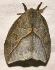 Leucanella