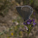 Polyommatus hopfferi - Photo (c) Mehmet Çelik, some rights reserved (CC BY-NC), uploaded by Mehmet Çelik