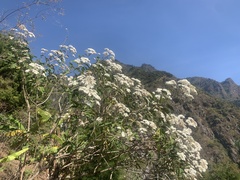 Cordia alliodora