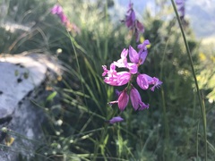 Polygala major