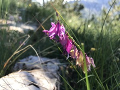 Polygala major