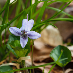 Viola rostrata