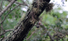 Cranioleuca pyrrhophia