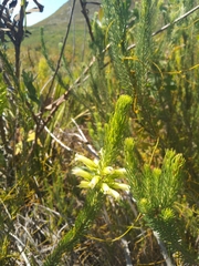 Erica sessiliflora