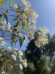 Cordia alliodora