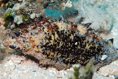Holothuria fuscogilva