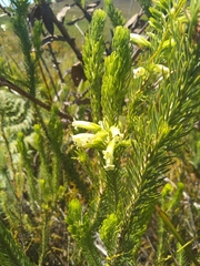 Erica sessiliflora