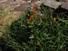 Dicliptera squarrosa