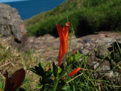 Dicliptera squarrosa