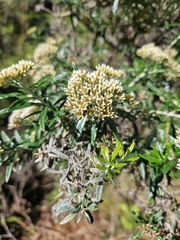 Ozothamnus ferrugineus
