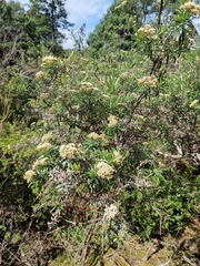 Ozothamnus ferrugineus